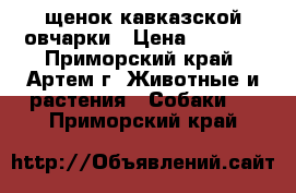 щенок кавказской овчарки › Цена ­ 3 000 - Приморский край, Артем г. Животные и растения » Собаки   . Приморский край